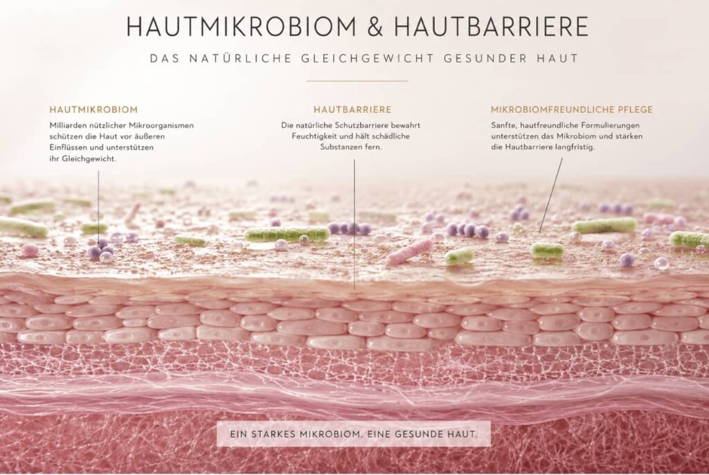Das Mikrobiom der Haut schützt die Hautbarriere