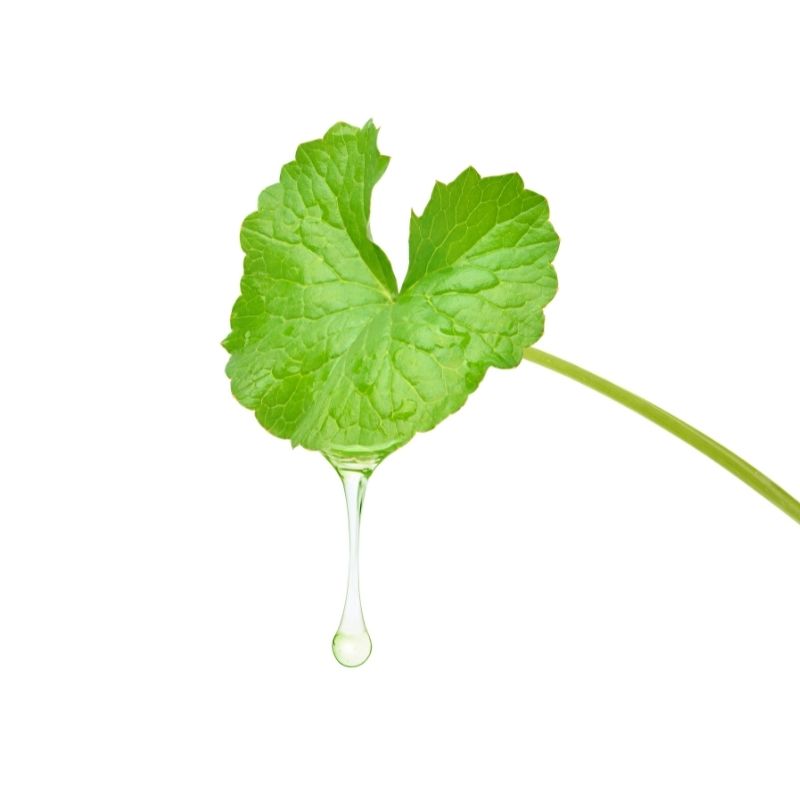 Centella Asiatica