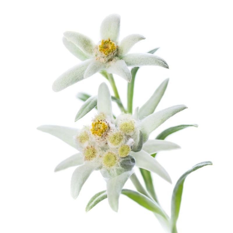 Anti Aging Edelweiss Stammzellen