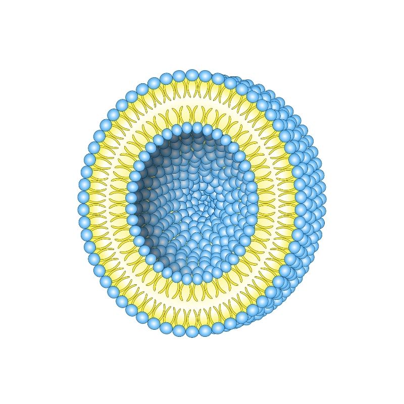 Liposome